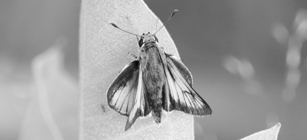 Skipper butterfly