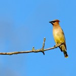Cedar waxwing